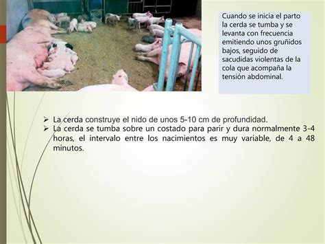Ilustración del comportamiento reproductivo de los cobítidos en el sustrato de grava de un río.
