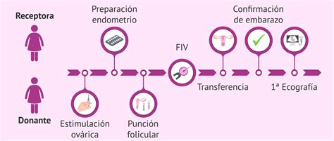 Esquema del proceso de ovodonación desde la donación hasta la transferencia embrionaria