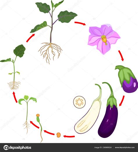 Infografía ilustrando el ciclo de vida de la planta de berenjena, desde la siembra hasta la cosecha, destacando las fases de desarrollo foliar y fructificación.