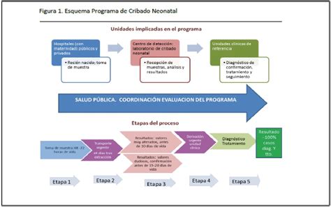 Esquema de las etapas del programa de cribado: desde la información a las familias y toma de muestra, hasta el diagnóstico y seguimiento clínico.