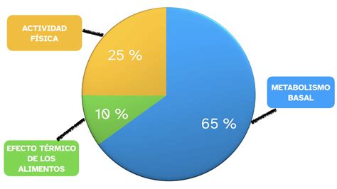 Gráfico circular mostrando la distribución porcentual del gasto energético diario (metabolismo basal vs. actividad física vs. efecto térmico).