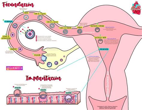 Infografía detallando el proceso de ovulación, fecundación e implantación del blastocisto en el útero.