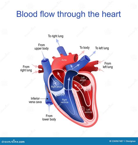 Diagrama del corazón fetal mostrando la separación de la sangre por el efecto Coandă
