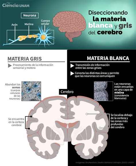 Esquema del cerebro humano resaltando las áreas de materia gris