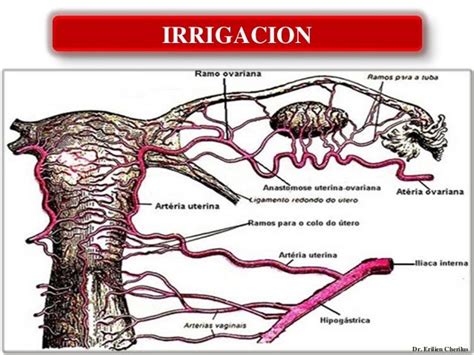 diagrama anatómico mostrando las trompas de Falopio, ovarios y su irrigación sanguínea