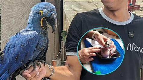 Guacamayos bebés siendo alimentados con papilla