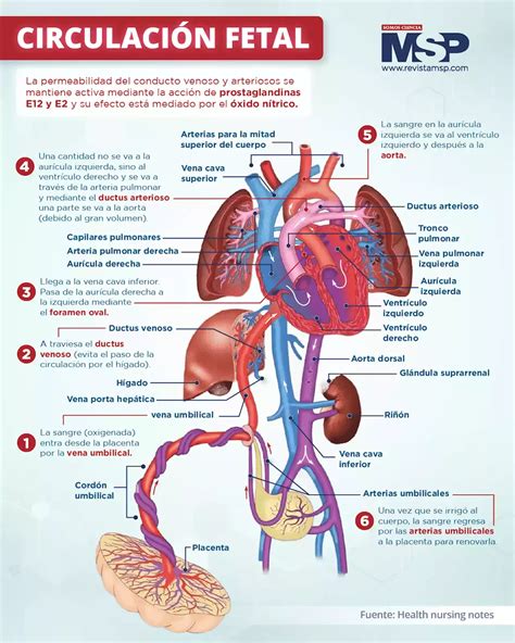Infografía detallada del sistema circulatorio fetal, mostrando las derivaciones.