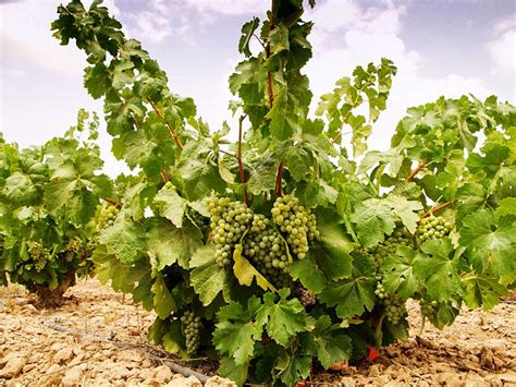 Detalle de la uva Merseguera.