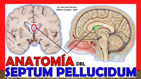 Esquema anatómico que muestra la ubicación del cavum septum pellucidum en el cerebro fetal y su relación con las estructuras adyacentes.