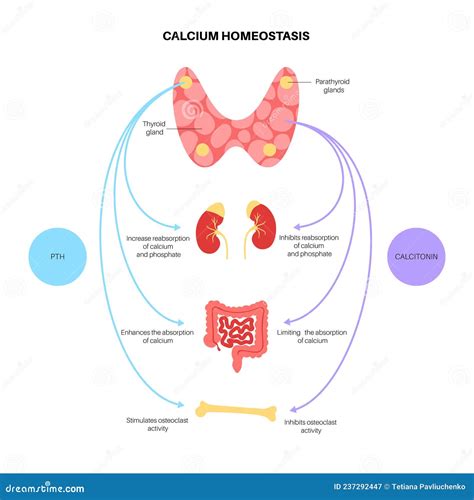 Esquema sobre la homeostasis del calcio y el papel de las glándulas paratiroides en el recién nacido.
