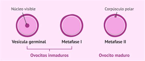 Esquema comparativo del desarrollo de los ovocitos humanos: desde la vesícula germinal (inmaduro) hasta la metafase II (maduro), destacando la importancia de cada etapa en la calidad reproductiva.