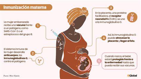 Esquema de la transmisión de anticuerpos de la madre al bebé
