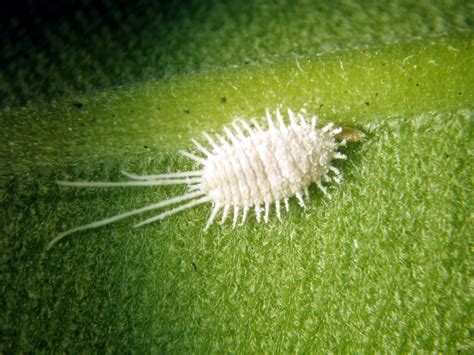 Representación de la cochinilla algodonosa con su característica secreción blanca.