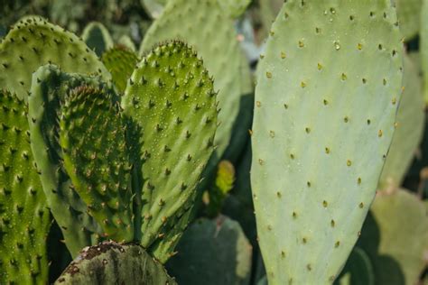 Detalle de una penca de nopal cubierta por colonias de cochinilla del carmín.