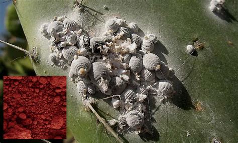 Microfotografía de ninfas recién nacidas de cochinilla del carmín.