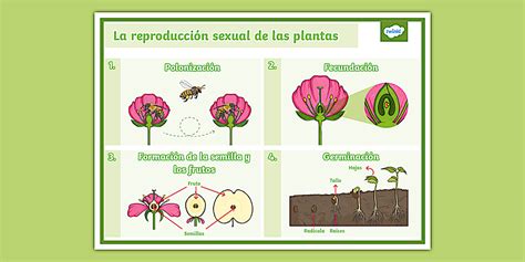 Infografía detallada de la formación de flores en una planta autofloreciente semana a semana