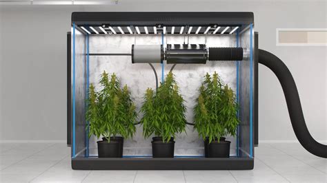 Foto de una configuración profesional de armario de cultivo interior con iluminación LED y ventilación