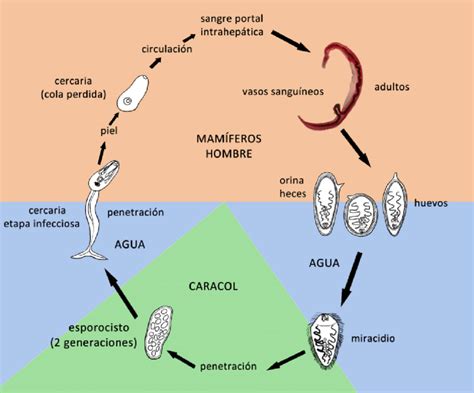 esquema del ciclo vital del Schistosoma y su impacto en el sistema reproductivo humano