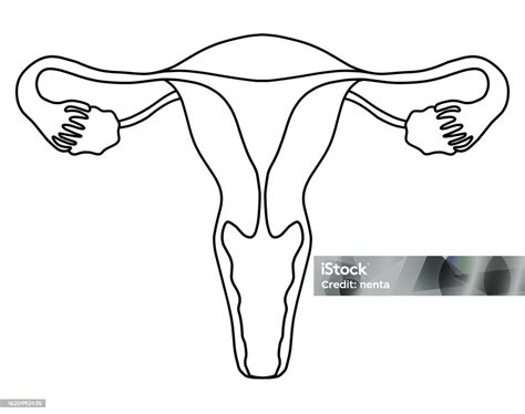 Ilustración de un útero y ovarios con detalles anatómicos