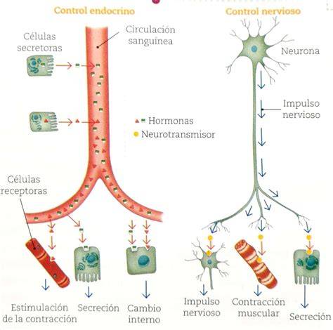 Diagrama que ilustra la interacción entre el sistema nervioso, el sistema endocrino y la acupuntura en la fertilidad