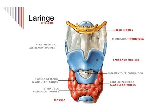 Diagrama anatómico de la epiglotis en relación con la laringe y la lengua
