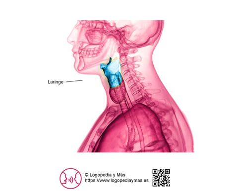 Comparación esquemática de la posición de la laringe en un lactante y un adulto