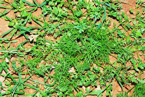 Esquema visual sobre el impacto de las malas hierbas en la absorción de nutrientes del suelo de un jardín