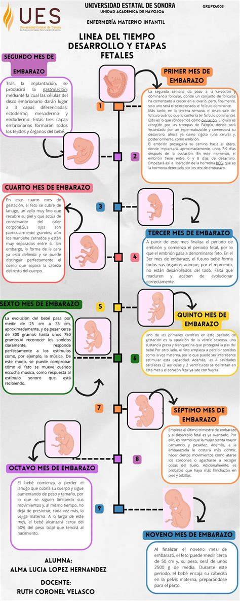 Esquema cronológico de las etapas perinatales: desde la preconcepción y el embarazo hasta el posparto y la crianza temprana.