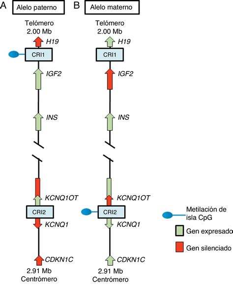 Mapa genético de la región 11p15 mostrando los genes activos y reprimidos implicados en la fisiopatología del SBW.