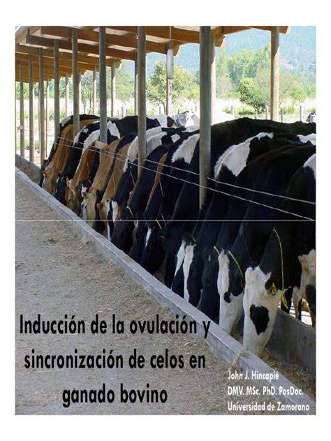 Esquema de las causas de la repetición de celos en vacas