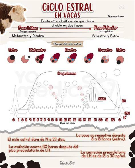 Infografía: Sincronización de eventos en el ciclo estral bovino y momento óptimo de inseminación