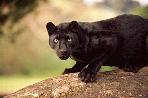 Esquema que muestra la diferencia genética entre un felino con pelaje común y uno con melanismo (pantera negra).