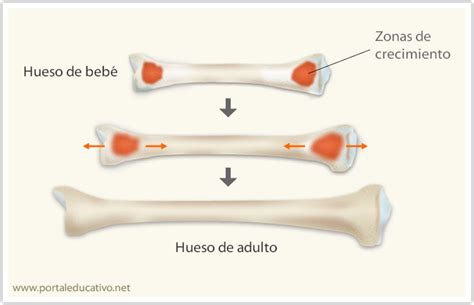 infografía sobre el crecimiento de un potro y las etapas de desarrollo óseo