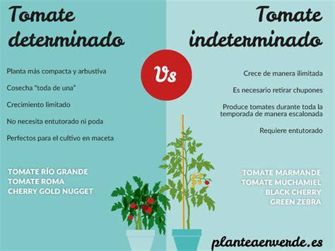 Esquema comparativo entre tomates determinados e indeterminados con sus necesidades de soporte