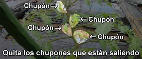 Infografía sobre la poda correcta de los chupones en la planta de tomate