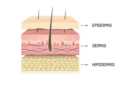 Esquema detallado de las capas de la piel: epidermis, dermis e hipodermis, con sus componentes celulares y estructurales principales.
