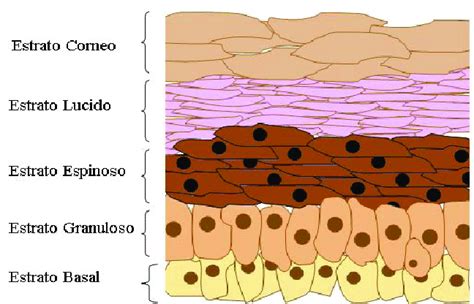 Micrografía de las capas de la epidermis, mostrando la organización celular de los estratos basal, espinoso, granuloso y córneo.