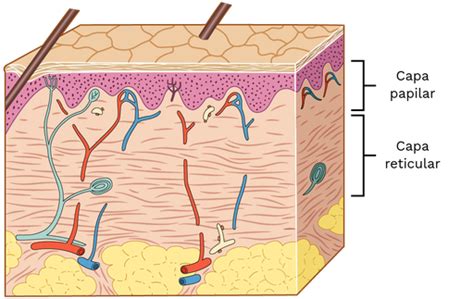 Diagrama de las capas de la dermis, mostrando la capa papilar y reticular con sus fibras de colágeno, elastina, vasos sanguíneos y terminaciones nerviosas.