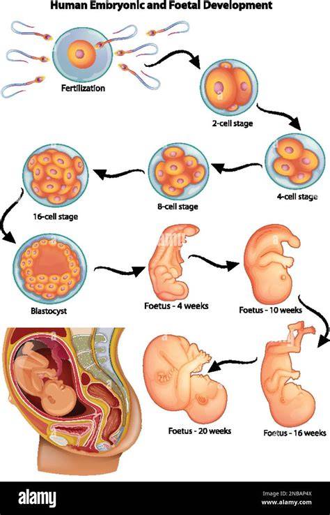 Esquema del desarrollo embrionario y fetal en etapas clave.