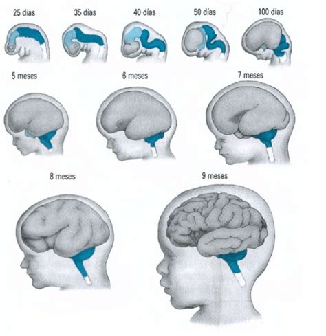 Diagrama de las etapas clave del desarrollo cerebral fetal.