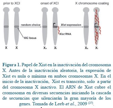 Esquema ilustrativo que muestra la condensación del cromosoma X inactivo en el núcleo celular formando el corpúsculo de Barr.