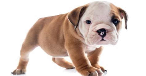 Foto de un cachorro de bulldog inglés con su madre