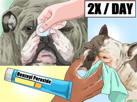 Ilustración de cómo limpiar los pliegues faciales de un bulldog