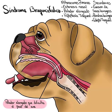 Gráfico explicando el síndrome braquicefálico en bulldogs
