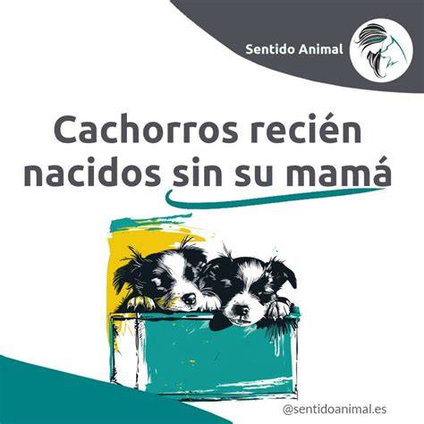 Esquema sobre el cuidado de cachorros recién nacidos