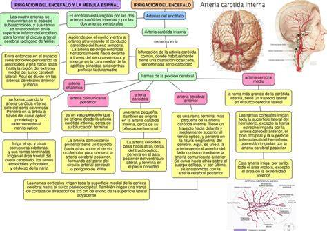 esquema de la matriz germinal y la irrigación sanguínea cerebral en un feto prematuro