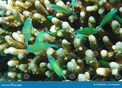 Foto de Chromis viridis nadando en cardumen
