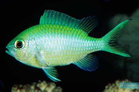 Diagrama de peces Chromis viridis durante la puesta de huevos