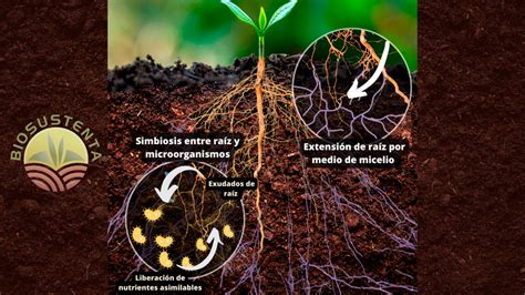 diagrama de la interacción entre bioestimulantes, raíces y microorganismos del suelo