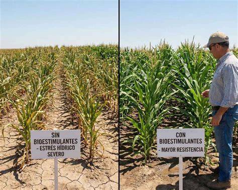 imagen comparativa de plantas bajo estrés con y sin bioestimulantes